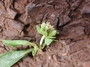 Asteraceae - Acanthospermum australe 