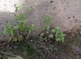 Asteraceae - Galinsoga parviflora 