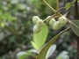 Rubiaceae - Coprosma waimeae 