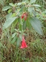 Onagraceae - Fuchsia boliviana 