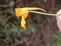 Tropaeolaceae - Tropaeolum majus 