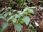 Solanaceae - Physalis peruviana 