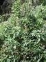 Onagraceae - Fuchsia boliviana 