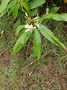 Zingiberaceae - Hedychium flavescens 
