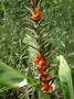 Zingiberaceae - Hedychium gardnerianum 