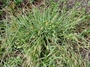 Poaceae - Setaria parviflora 