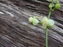 Euphorbiaceae - Claoxylon sandwicense 