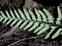 Pteridaceae - Pityrogramma calomelanos 