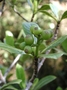 Rubiaceae - Psychotria mariniana 
