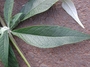 Scrophulariaceae - Buddleja davidii 