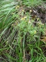 Asteraceae - Bidens sandvicensis 