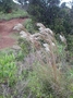 Poaceae - Schizachyrium condensatum 