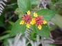 Verbenaceae - Lantana camara 