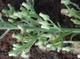 Asteraceae - Erigeron bonariensis 