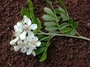 Rosaceae - Osteomeles anthyllidifolia 