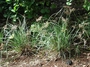 Cyperaceae - Cyperus javanicus 