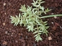 Cyperaceae - Cyperus javanicus 