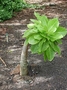 Campanulaceae - Brighamia insignis 