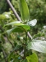 Rubiaceae - Kadua acuminata 