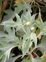 Asteraceae - Tithonia diversifolia 