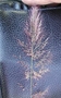 Poaceae - Melinis minutiflora 