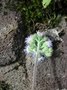 Asteraceae - Ageratum conyzoides 
