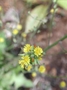 Asteraceae - Youngia japonica 