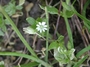 Caryophyllaceae - Stellaria media 