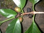 Rubiaceae - Coffea arabica 