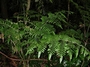 Marattiaceae - Angiopteris evecta 