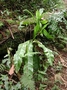 Aspleniaceae - Asplenium nidus 
