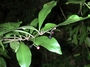 Primulaceae - Ardisia elliptica 