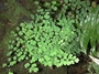 Pteridaceae - Adiantum raddianum 