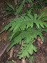 Thelypteridaceae - Christella dentata 
