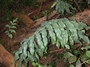 Polypodiaceae - Phlebodium aureum 