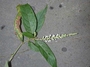 Scrophulariaceae - Buddleja asiatica 