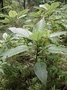 Urticaceae - Touchardia latifolia 