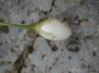 Gesneriaceae - Cyrtandra laxiflora 