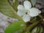 Gesneriaceae - Cyrtandra hawaiensis 