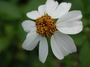 Asteraceae - Bidens alba var. radiata 