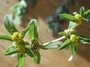 Asteraceae - Flaveria trinervia 