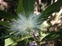 Myrtaceae - Syzygium jambos 