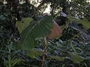 Euphorbiaceae - Macaranga mappa 