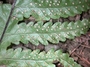 Tectariaceae - Tectaria gaudichaudii 
