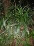 Poaceae - Setaria palmifolia 