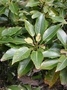 Elaeocarpaceae - Elaeocarpus bifidus 