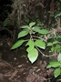 Gesneriaceae - Cyrtandra grandiflora 