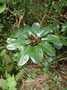 Araliaceae - Schefflera actinophylla 