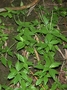 Piperaceae - Peperomia membranacea 
