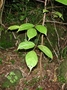 Phyllanthaceae - Bischofia javanica 